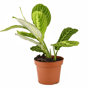 Maranta Lemon Lime Plant (Lemon Lime, Prayer plant)